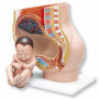 3B Scientific L20 pregnancy pelvis