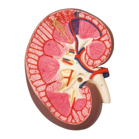3B Scientific  K10 Kidney model