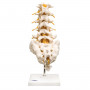 Lumbar Spinal Column A74