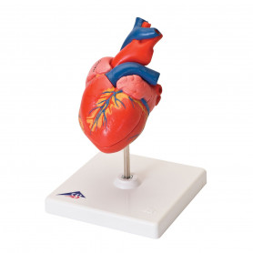 Classic Heart Model G08