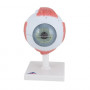 3B Scientific F10 eye model
