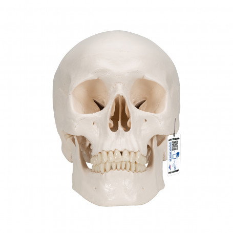 Human skull model A20