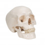 Human skull model A20