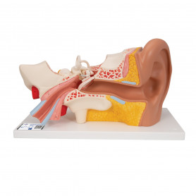 3B Scientific E10 ear model