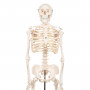 Mini skeleton model A18