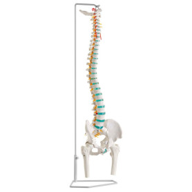 Erler Zimmer A251 vertebral column model with stand