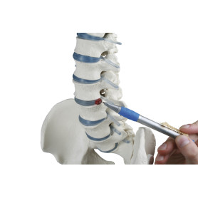 Erler Zimmer 4033-1 vertebral column model