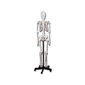 Human skeleton model 40119