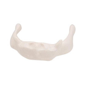 3B Scientific hyoid bone model on stand
