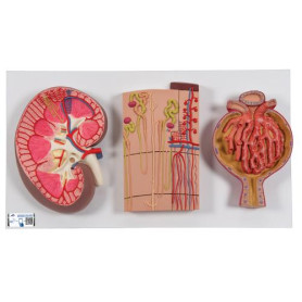 3B Scientific kidney cross-section model with nephrons, blood vessels, and renal corpuscle