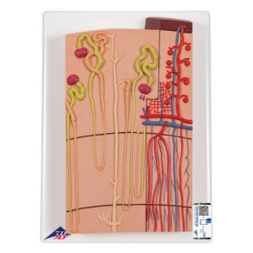 3B Scientific nephrons and blood vessels model 120x full size