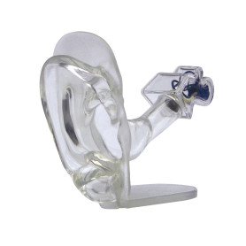 3B Scientific transparent ear model