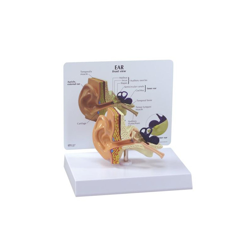 GPI Anatomicals ear model | Medi-Shop.gr