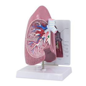 GPI Anatomicals lung model with cut-away of the right side
