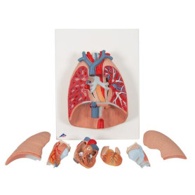 3B Scientific 7-part lung model with larynx