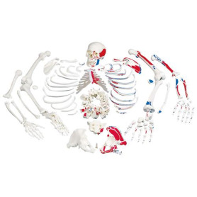3B Scientific 3-part human skeleton model with painted muscles