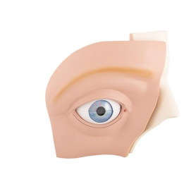 3B Scientific 12-part large size eye model light skin