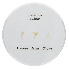 3B Scientific life-size ossicle model