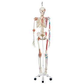 3B Scientific human skeleton model with muscles & ligaments with stand