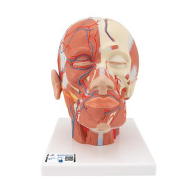 3B Scientific head muscular system model with blood vessels