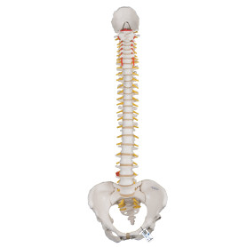 3B Scientific spine model with female pelvis