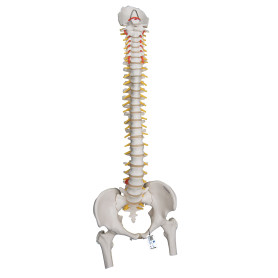 3B Scientific flexible spine model with femur heads