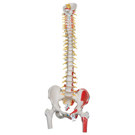 3B Scientific Deluxe spine model with painted muscles