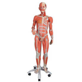 3B Scientific dual-sex 45-part human body with muscles on metal stand