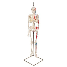 3B Scientific Shorty mini human skeleton model with painted muscles 94 cm