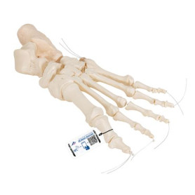 3B Scientific foot skeleton model threaded on nylon string